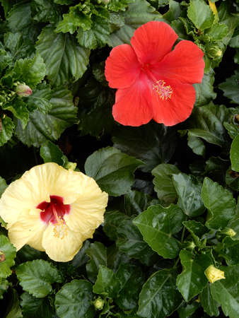 Hibiscus (Fam; Malvaceae).  Blooming colourfully and decorating Ho Chi Minh City, here in Vietnamの写真素材