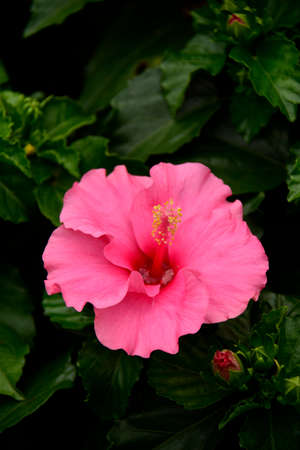 Hibiscus (Fam; Malvaceae).  Blooming colourfully and decorating Ho Chi Minh City, here in Vietnamの写真素材