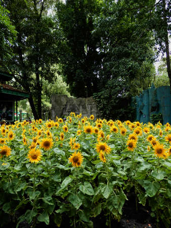Sunflowers (Gen; Helianthus).  Blooming colourfully and decorating Ho Chi Minh City, here in Vietnamの写真素材