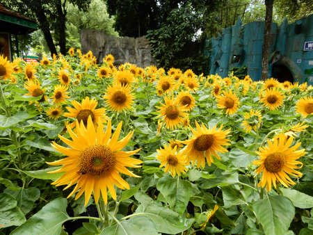Sunflowers (Gen; Helianthus).  Blooming colourfully and decorating Ho Chi Minh City, here in Vietnamの写真素材
