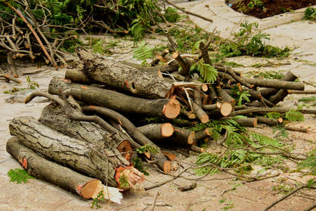 Freshly cut logs ready to be picked up from this street in Ho Chi Minh City, Vietnamの写真素材