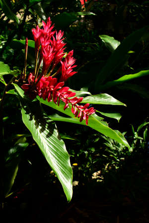 Red Ginger (Alpinia purpurata).  A colourful flowering plant which is part of the landscaping of an hotel in Ho Chi Minh City, Vietnamの写真素材
