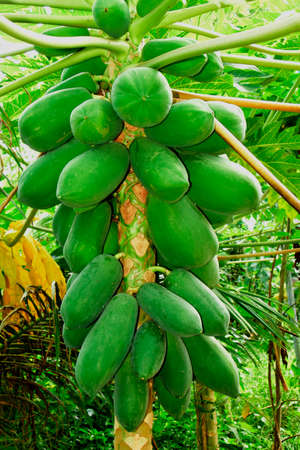 Paw Paws (Asimina triloba). An Asian fruit tree, found here in the countryside around Ho Chi Minh City, Vietnamの写真素材