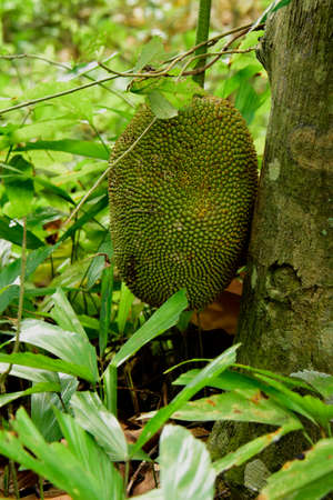 Jackfruit (Artocarpus heterophyllus). An Asian fruit tree, found here in the countryside around Ho Chi Minh City, Vietnamの写真素材