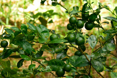 Limes (Citrus aurantifolia). A citrus fruit tree, found here in the countryside around Ho Chi Minh City, Vietnamの写真素材