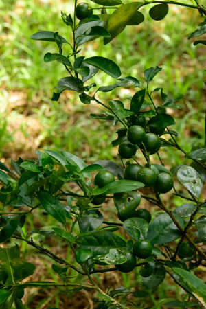 Limes (Citrus aurantifolia). A citrus fruit tree, found here in the countryside around Ho Chi Minh City, Vietnamの写真素材