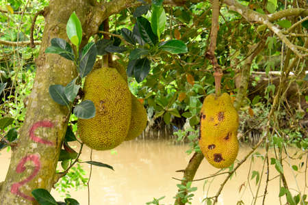 Jackfruit (Artocarpus heterophyllus). An Asian fruit tree, found here in the countryside around Ho Chi Minh City, Vietnamの写真素材