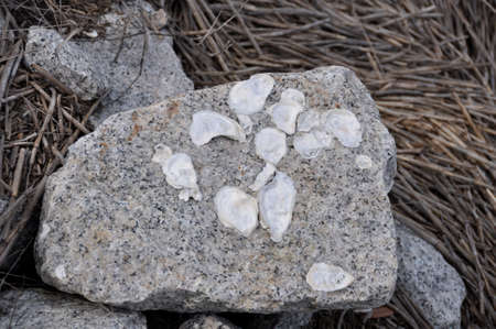 Fossils. Fossilised shells appear in this ancient rock found here in South Carolina, USAのeditorial素材