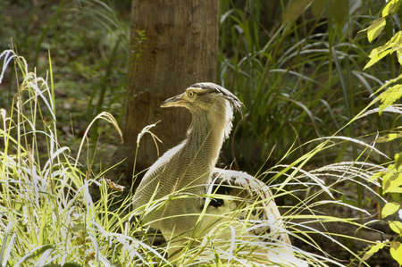 Kori Bustard (Ardeotis k.). The worldâs heaviest flying bird, found all over sub-Saharan Africaの写真素材