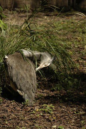 Kori Bustard (Ardeotis k.). The worldâs heaviest flying bird, found all over sub-Saharan Africaの写真素材