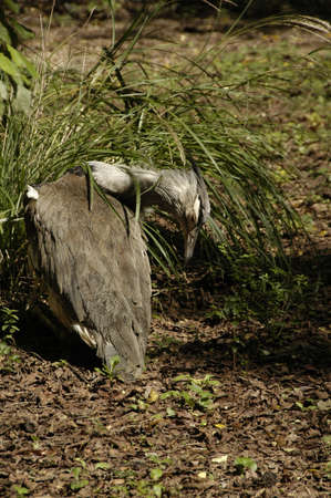 Kori Bustard (Ardeotis k.). The worldâs heaviest flying bird, found all over sub-Saharan Africaの写真素材
