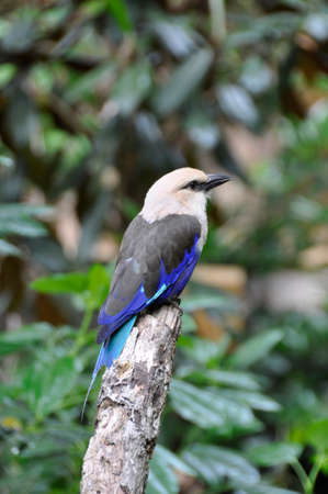 A small colourful bird found all over the plains and forests of sub-Saharan Africaの写真素材