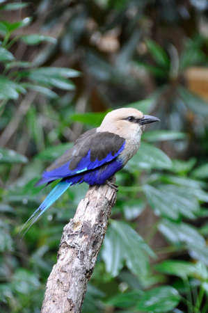 Blue-bellied Roller (Coracias cyanogaster). A small colourful bird found all over the plains and forests of sub-Saharan Africaの写真素材