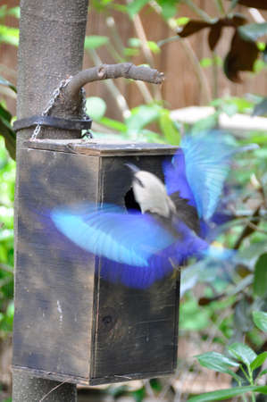 A small colorful bird found all over the plains and forests of sub-Saharan Africaの写真素材