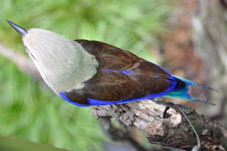 Blue-bellied Roller (Coracias cyanogaster). A small colourful bird found all over the plains and forests of sub-Saharan Africaの写真素材