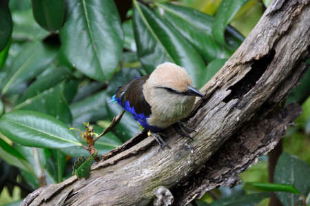 Blue-bellied Roller (Coracias cyanogaster). A small colourful bird found all over the plains and forests of sub-Saharan Africaの写真素材
