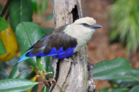 Blue-bellied Roller (Coracias cyanogaster). A small colourful bird found all over the plains and forests of sub-Saharan Africaの写真素材