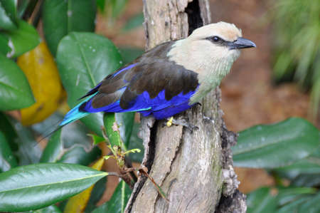 Blue-bellied Roller (Coracias cyanogaster). A small colourful bird found all over the plains and forests of sub-Saharan Africaの写真素材