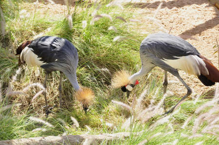 A large bird, usually seen in breeding pairs, foraging all over the plains of sub-Saharan Africaの写真素材