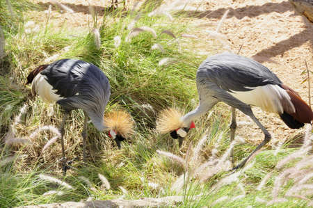 A large bird, usually seen in breeding pairs, foraging all over the plains of sub-Saharan Africaの写真素材