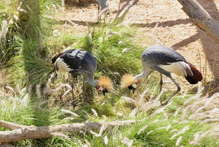 Crowned Crane (Balearica regulorum). A large bird, usually seen in breeding pairs, foraging all over the plains of sub-Saharan Africaの写真素材