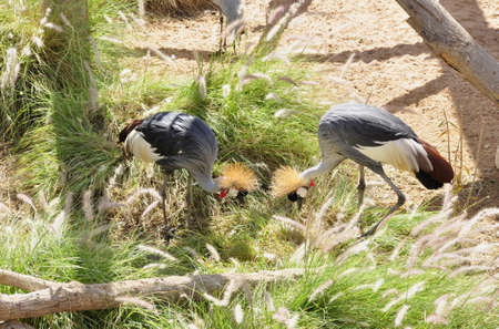 Crowned Crane (Balearica regulorum). A large bird, usually seen in breeding pairs, foraging all over the plains of sub-Saharan Africaの写真素材