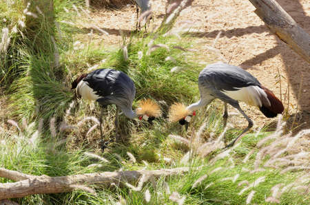 Crowned Crane (Balearica regulorum). A large bird, usually seen in breeding pairs, foraging all over the plains of sub-Saharan Africaの写真素材