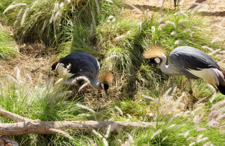 Crowned Crane (Balearica regulorum). A large bird, usually seen in breeding pairs, foraging all over the plains of sub-Saharan Africaの写真素材