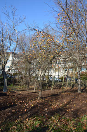 Winter apples (Malus domestica). Growing here in the dead of winter in a suburb of Vienna, Austria, these apples are ready to eatの写真素材