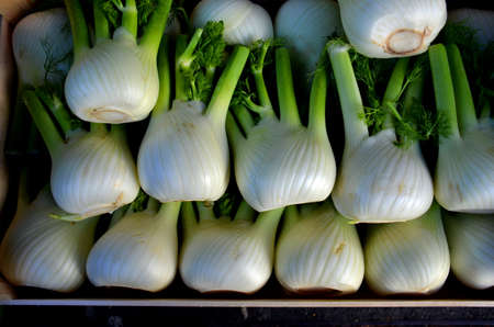 Fennels(Foeniculum vulgare). For sale on a fruits and vegetables market in the streets of Vienna, Austriaの写真素材