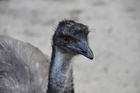 Emu (Dromaius novaehollandiae). The largest (flightless) bird found on the Australian continentの写真素材