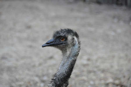 Emu (Dromaius novaehollandiae). The largest (flightless) bird found on the Australian continentの写真素材