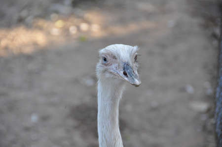 Emu (Dromaius novaehollandiae). The largest (flightless) bird found on the Australian continentの写真素材