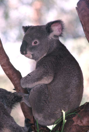 Koala (Phasclorctos cinereus). A marsupial, endemic only to Australia, lives in areas wooded with eucalyptus trees eating the leavesの写真素材