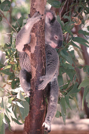 Koala (Phasclorctos cinereus). A marsupial, endemic only to Australia, lives in areas wooded with eucalyptus trees eating the leavesの写真素材