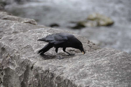 Crow (Gen; Corvus). A small scavenging bird, found all over the worldの写真素材