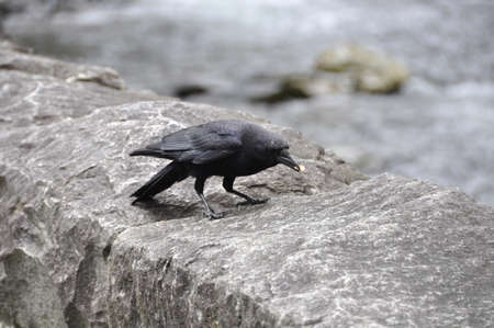 Crow (Gen; Corvus). A small scavenging bird, found all over the worldの写真素材