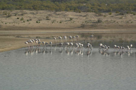 Flamingos (Gen; Phoenicopterus). Resting on their migration here in a pond near Mussafa, UAEの写真素材