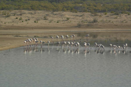 Flamingos (Gen; Phoenicopterus). Resting on their migration here in a pond near Mussafa, UAEの写真素材
