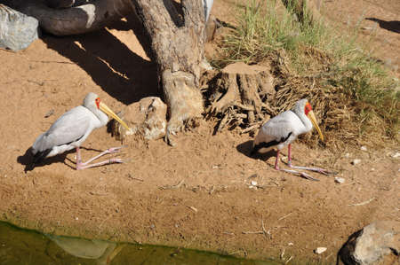 Painted Stork (Mycteria leucocephala). A large colourful Asian bird, photographed by this lake here in Sri Lankaの写真素材