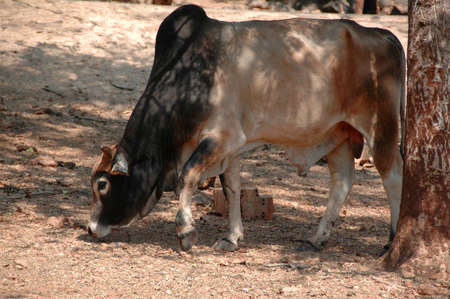 Cattle, Brahma (Bos primigenius indicus). Brahma, a breed of Zebu cattle grazing here in a national park in Thailandの写真素材