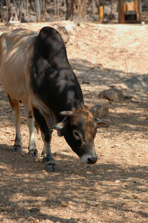 Cattle, Brahma (Bos primigenius indicus). Brahma, a breed of Zebu cattle grazing here in a national park in Thailandの写真素材