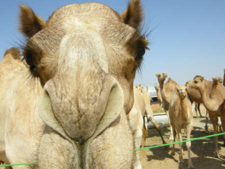 Arabian camel (Camelus dromedarius). An animal adapted for life in the desert, found all over the Arabian Peninsulaの写真素材