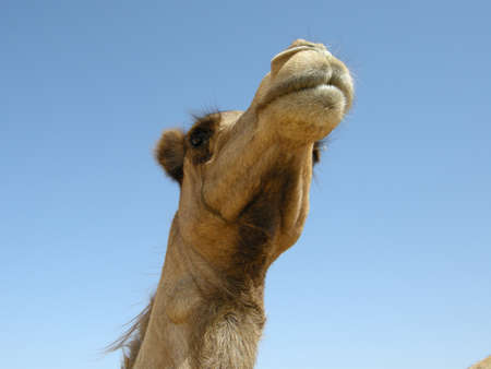 Arabian camel (Camelus dromedarius). An animal adapted for life in the desert, found all over the Arabian Peninsulaの写真素材