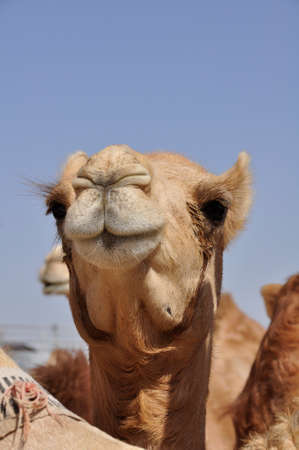 Arabian camel (Camelus dromedarius). An animal adapted for life in the desert, found all over the Arabian Peninsulaの写真素材