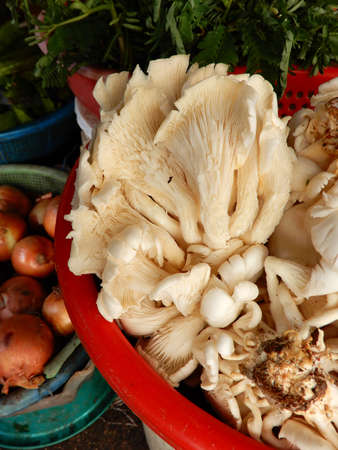 Mushrooms (Gen Agaricus) . Produce on display and for sale on this fruits and vegetable market in Pnom Penn, Cambodiaの写真素材