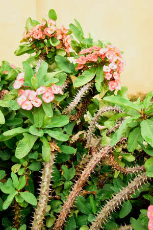 Crown-of-thorns (Euphorbia milii). Red flowers and prickly stalks on this plant, found here in the countryside around Siem Reap, Cambodiaの写真素材