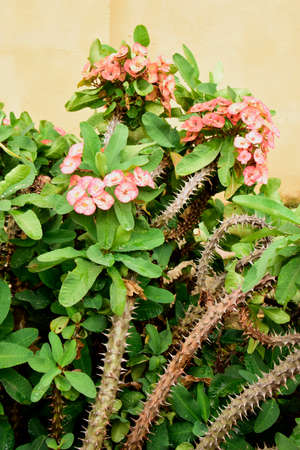 Crown-of-thorns (Euphorbia milii). Red flowers and prickly stalks on this plant, found here in the countryside around Siem Reap, Cambodiaの写真素材