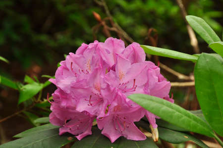 Rhododendron (R. cilpinense). Blooming colourfully here in a country garden in Southern England, taken in springtimeの写真素材