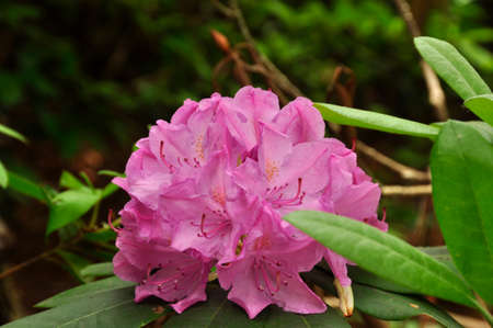 Rhododendron (R. cilpinense)Blooming colourfully here in a country garden in Southern England, taken in springtime	.の写真素材